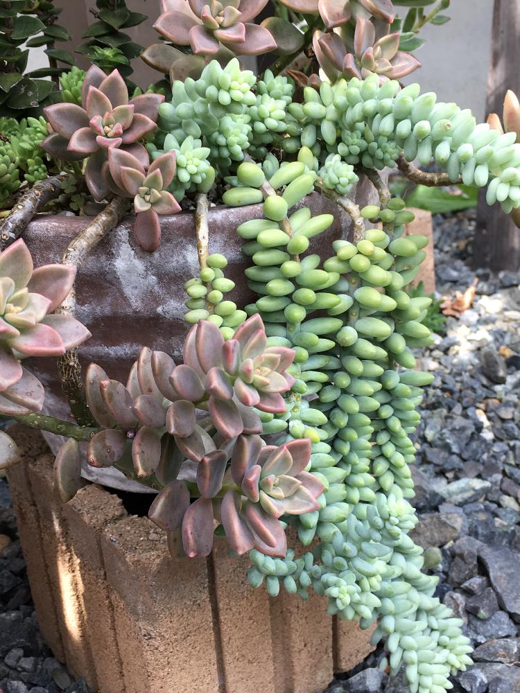 エクステリアの画像 by よよよさん | エクステリアとビアホップ と ブロンズ姫と多肉植物と岩手県とぎゅうぎゅうとお気に入り!と元気モリモリとタニラーとぷっくり