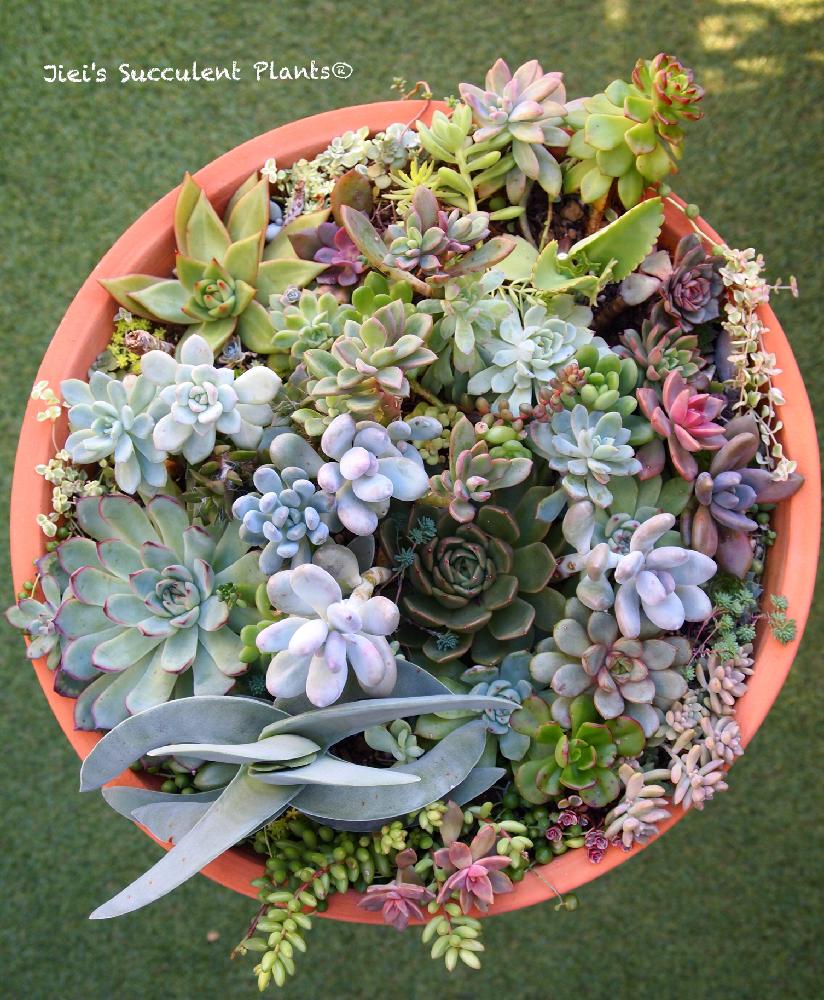 小さな庭の画像 by Jieiさん | 小さな庭とJiei's Succulent Plantsと多肉植物と多肉男子とボタニカルボーイとJiei's Garden Storyと植物男子とJiei's Garden®︎とわが家の多肉スペースとGS映えとJiei's Decorationと植中毒と今日の一枚とJiei's DesignとJiei's Collectionと男の寄せ植えと珍奇植物と暴れ多肉とJiei's Share Happiness®︎とBotanical Boy