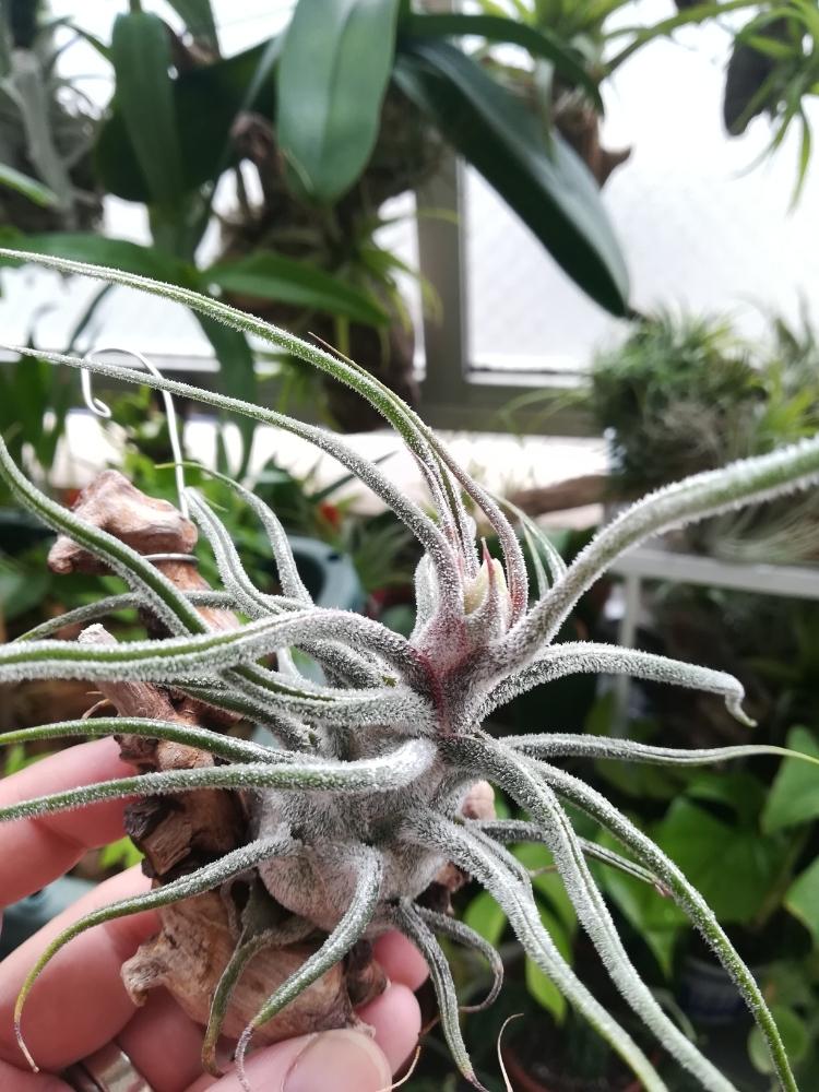 バルコニー/ベランダの画像 by 213(niimi)さん | バルコニー/ベランダと胡蝶蘭とプルイノーサとTillandsia pruinosaと変な植物と流木とエアープランツと観葉植物と植欲と流木と活着と花のある暮らしとベランダーとエアプランツとエアープランツ/チランジアとバルコニスト