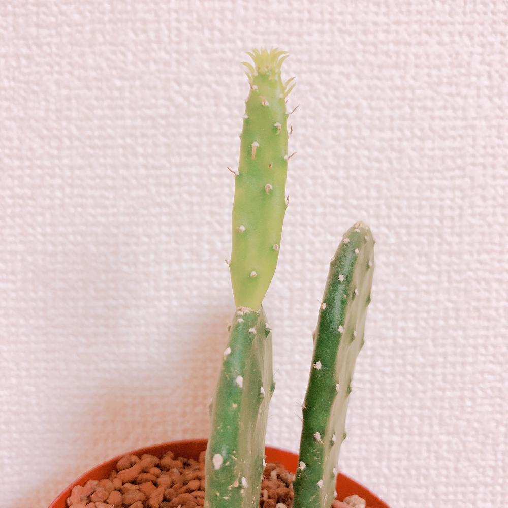 部屋の画像 by すぅさん | 部屋とサボテン科と成長期と生命の不思議と植物だいすきと珍奇植物