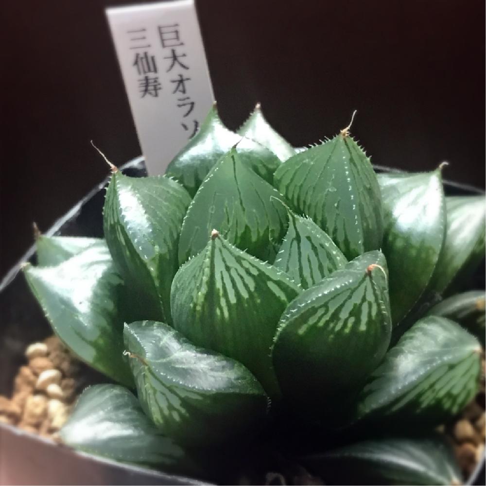 の画像 by mocoさん | 特大型オラソニー 三仙寿と多肉植物と観葉植物とハオルチア属とエンゲイ係数高めとタニラーとハオラーとガーデニングと花のある暮らしとバルコニストと三仙寿とハルオシア・オラソニー