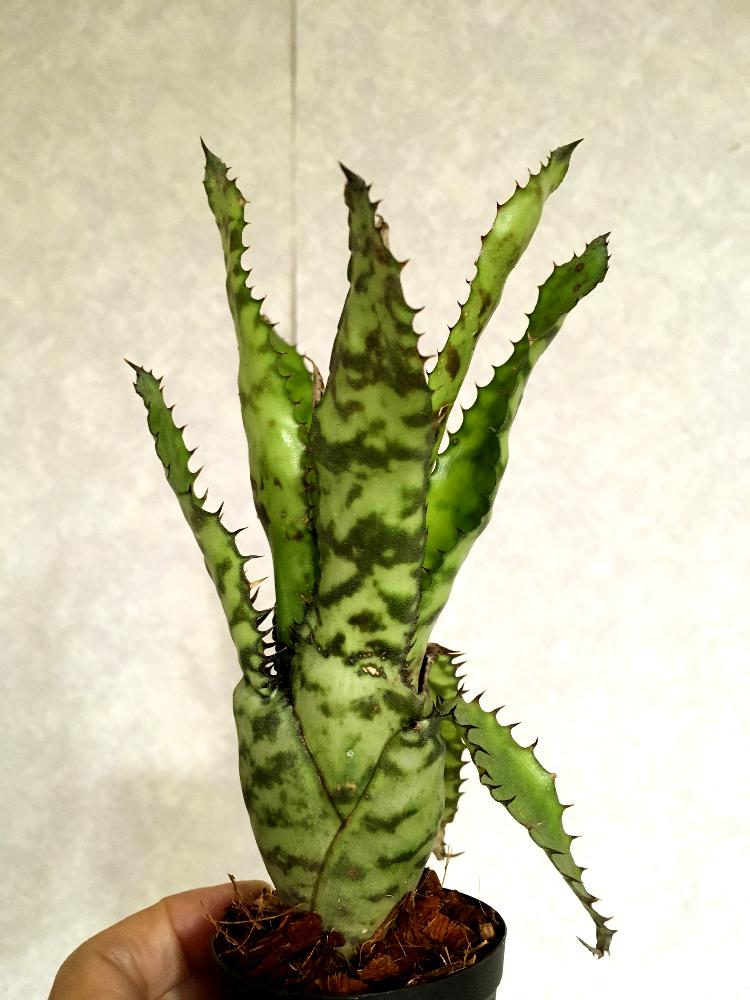 バルコニー/ベランダの画像 by whitneyさん | バルコニー/ベランダと多肉植物とエクメア属とブロメリアと多肉フリークと多肉中毒❣️とタニラーと珍奇植物と花のある暮らしとタンクブロメリアとエクメアオーランディアナとバルコニスト