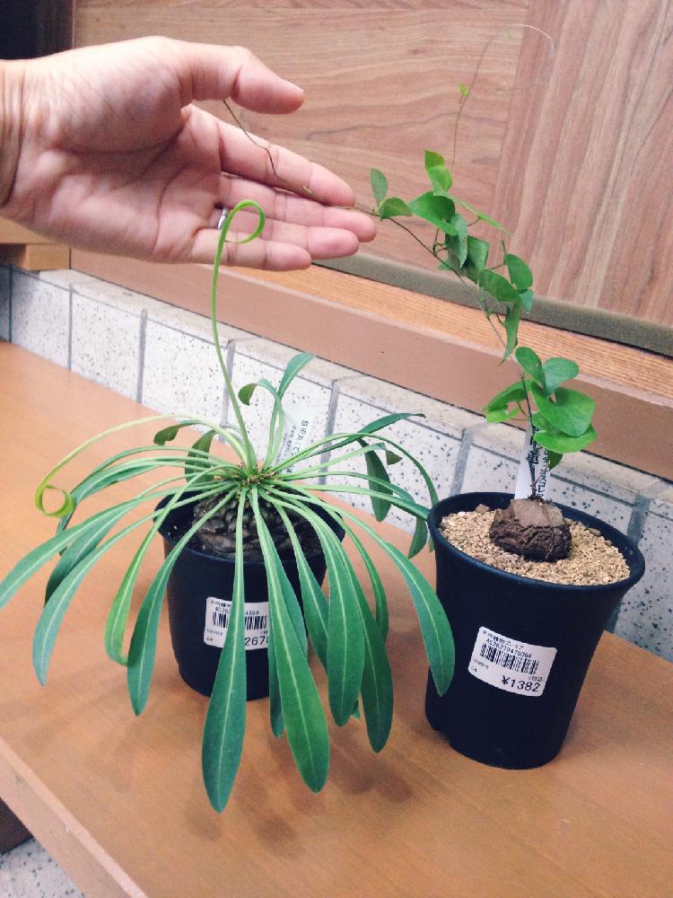 小さな庭の画像 by 王蟲さん | 小さな庭と安い!とGS映えとお待たせ!とホーマックと塊根植物とユーフォルビア属。と珍奇植物とユーフォルビアと鉄甲丸 ユーフォルビアと亀甲竜。