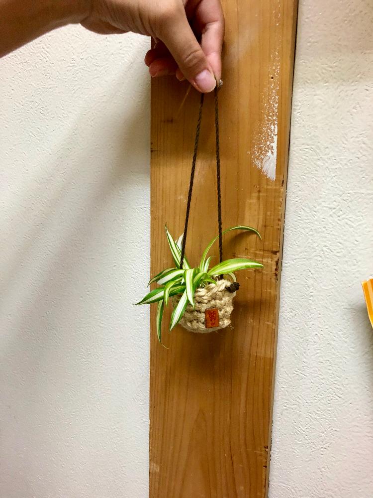 インテリアの画像 by トッコさん | インテリアと観葉植物とリメイクとハンドメイド作品とtocotoと花のある暮らしとオリヅルランの子株と家庭菜園奮闘日記とハンドメイド雑貨