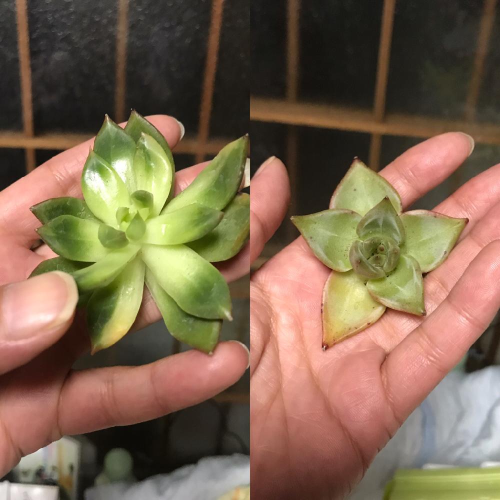 の画像 by mamaだJさん | コーデュロイ錦とピンクドラゴンと多肉植物と脳内多肉畑と秋だねぇと錦萌え♡とエンゲイ係数高めとタマランデスヨネと( ゚д゚)セクスィ…♡番長と広島タニラーとエケベリア女子とエケベリア属とタニラーとジュテーム(`L_` )連合と山口タニラーと出して根♡