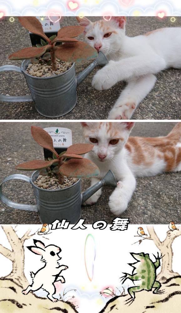 広い庭の画像 by M!HOさん | 広い庭とⓂ カランコエとⓂ 仙人の舞と成長記録と観察日記と葉 Try 挿とコメリPlantとコラボにゃん