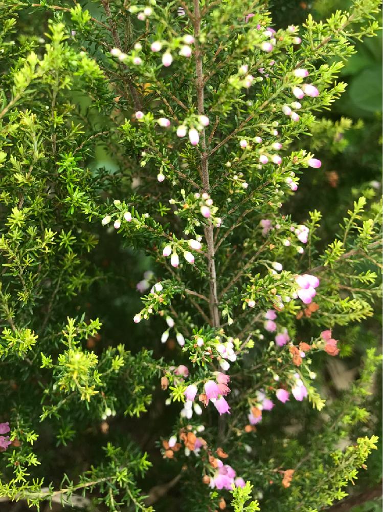小さな庭の画像 by nakkyさん | 小さな庭とエリカとエリカメランセラと初心者ですとピンクの花とミドリと花のある暮らしと加工なしとiPhone撮影