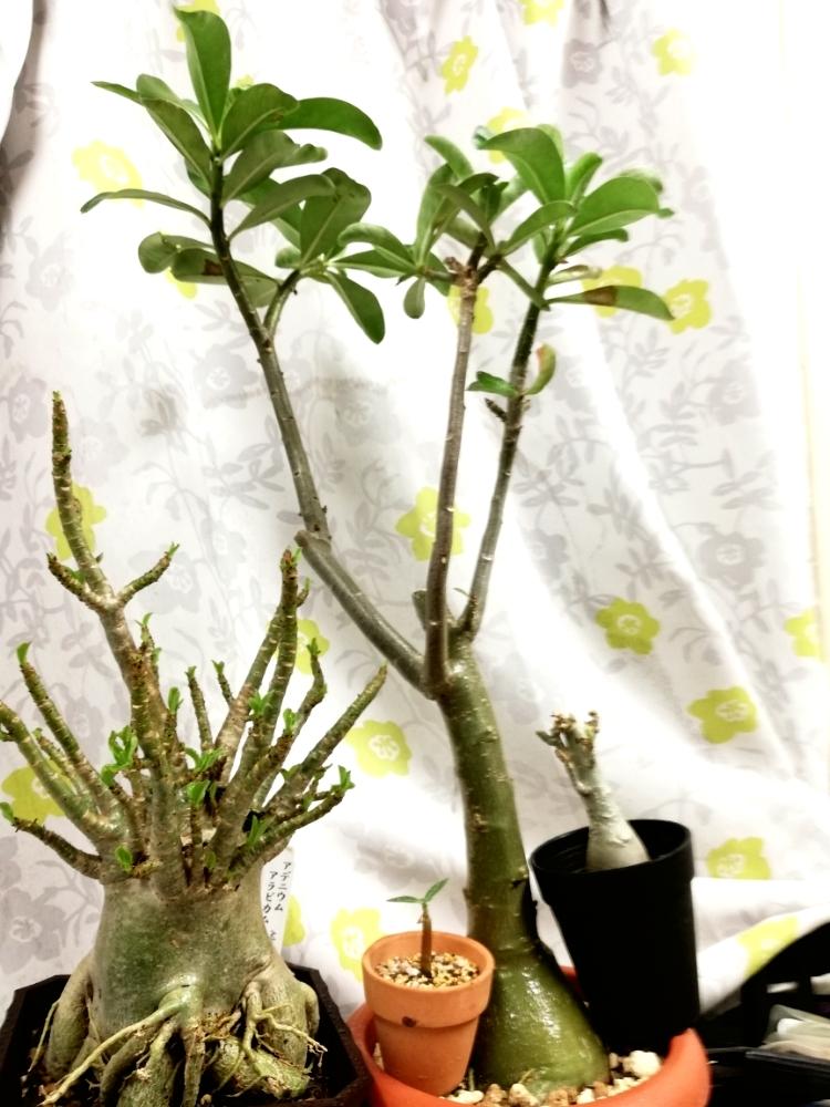 部屋の画像 by leuco♂さん | 部屋とアデニウム属と観葉植物と砂漠の薔薇 アデニウムと珍奇植物とアデニウムアラビカムとアデニウム☆