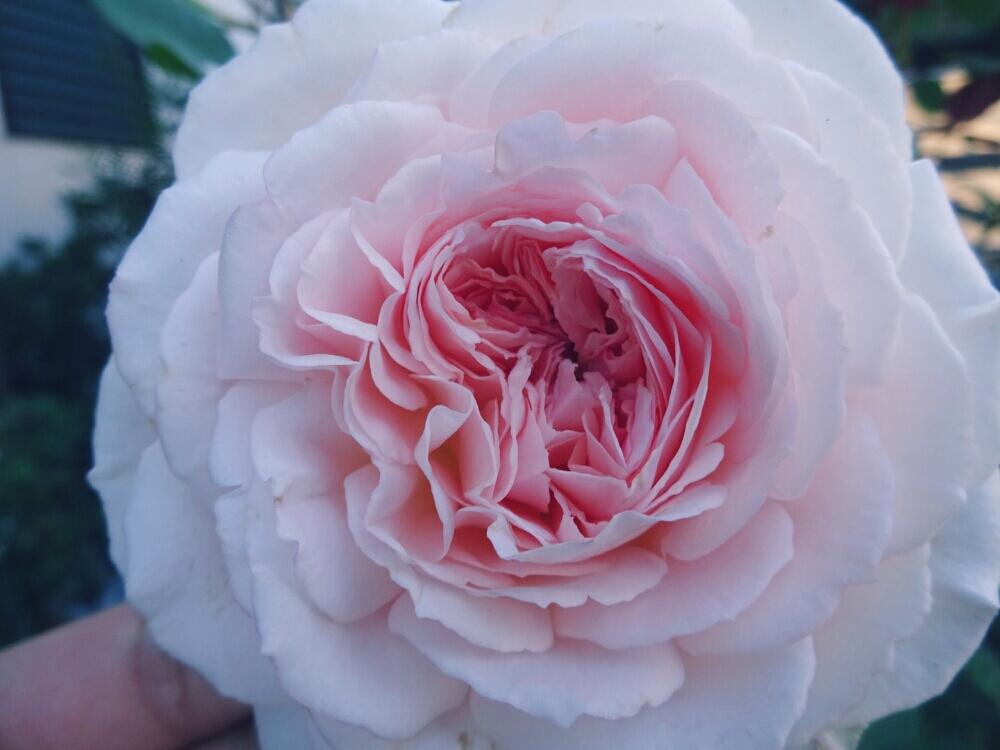 エントランスの画像 by きらまるさん | エントランスとメルヘン ツァウヴァーとHTCとピンク同盟と極上咲きと薔薇愛同盟と薔薇男子と薔薇に魅せられてとB型とバラのある暮らしとGS映えと今日の一枚ときれいな色と癒しのピンクと美しき薔薇様とたまらん!とピンク神押しと花のある暮らしとげんき!とロザリアンとバラを楽しむ