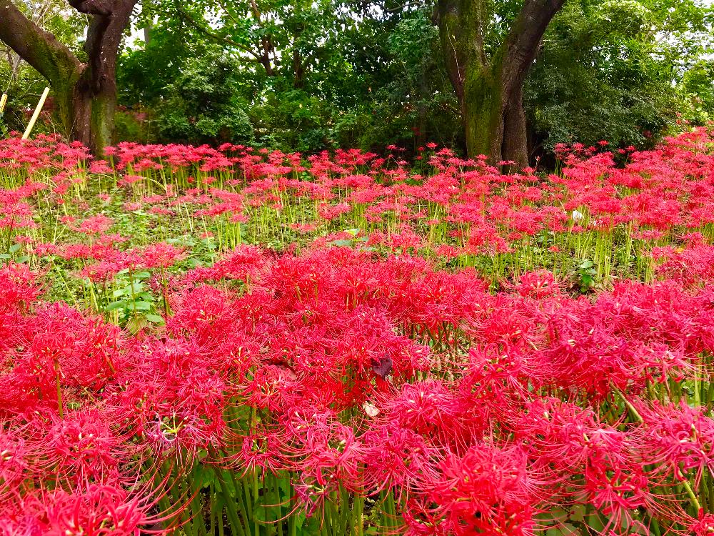 お出かけ先の画像 by elmoさん | お出かけ先とヒガンバナと満開と植物だいすきとのびのびとヒガンバナ科と植中毒と赤いと曼珠沙華といやされると遊歩道