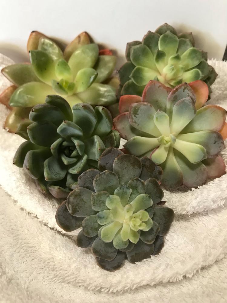 の画像 by mamaだJさん | アマレンシスとドクターバターフィールド錦とオンパロスとメキシカンクィーンと多肉植物とひとりエケ祭りღと脳内多肉畑と錦萌え♡と大きいのがお好き♡とエンゲイ係数高めと( ゚д゚)セクスィ…♡番長と広島タニラーとエケベリア女子とエケベリア属とメキシカンクイーンとタニラーとジュテーム(`L_` )連合と山口タニラーと出して根♡とドイツシャンペーン