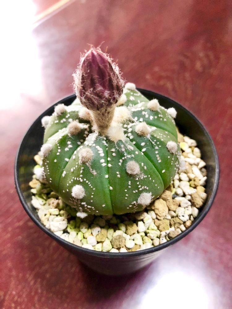 和室の画像 by コトパクシ山さん | 和室と兜丸と台風避難中と植中毒とアストロフィツム属とタニラーと花のある暮らし