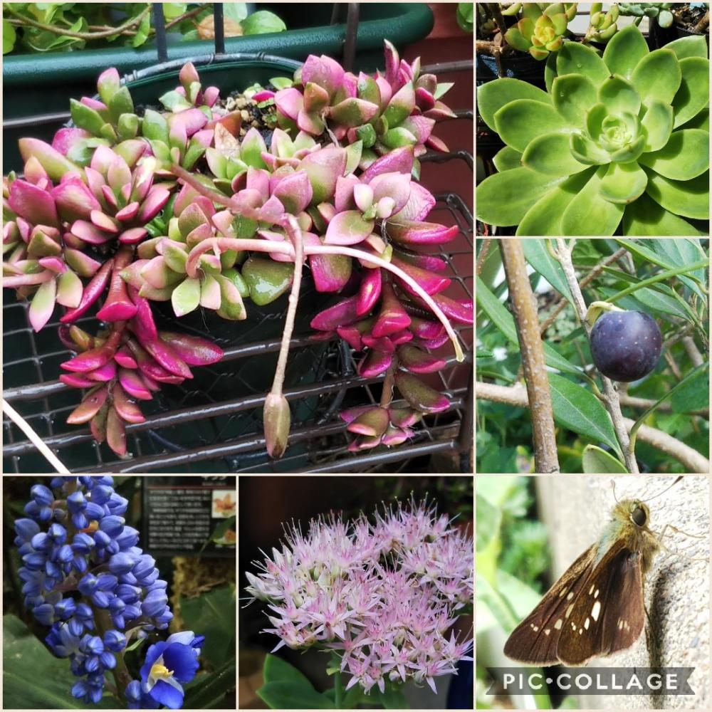小さな庭の画像 by まめきちさん | 小さな庭と多肉植物とゴールデングロー☆と富山支部と北の大地北海道とオリーブの木❕と植中毒と台風21号被災者応援とタニラーとセセリチョウ科とブルージンジャーと多肉 桜吹雪とオオベンケイソウの花とキュンキュン乙女倶楽部