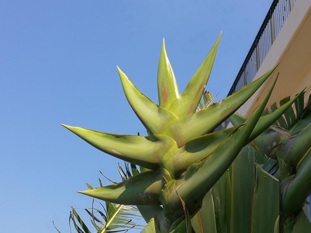 広い庭の画像 by モンパさん | 広い庭とオオギバショウと台風対策しっかりとと自然の芸術品と南国植物と沖縄とGS映えとGS日和と今日の1枚と植中毒と職場からと自然の美といい天気☀️とちばりよー!被災地!と被災地に癒しをとGS植物うちなーぐち会
