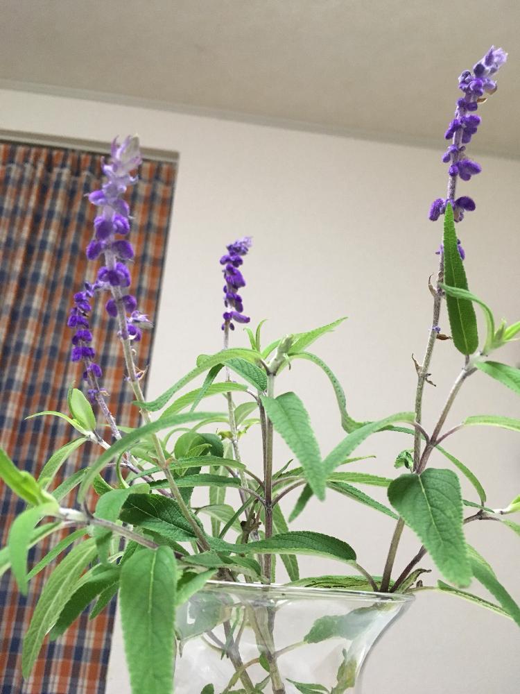 キッチンの画像 by EVER GREENさん | キッチンと秋が来た〜とビロード✨と癒し系とアメジストセージ♪と花のある暮らしとふわもことパープル♡とハーブ大好き♡
