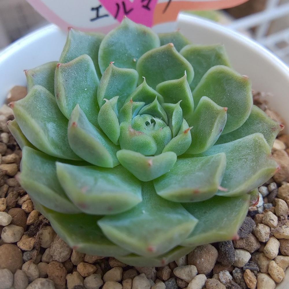 バルコニー/ベランダの画像 by Succulent so cute ♥さん | バルコニー/ベランダとエルマノと多肉植物とスマホ撮影とGS Lifeとボタニカルライフとso cute garden ♥️と多肉ちゃんと秋の多肉ちゃんと葉っぱのある暮らしと葉っぱとチーム大阪とGS映えと多肉植物のある暮らしとno green no lifeと秋のボタニカルライフとお気に入り~✴️とエケベリア属と秋の多肉植物とGS 影響とsucculent so cute ♥️とチームグリーンと葉っぱがかわいい♥とcute ♥️ エルマノとガーデニングと多肉生活とgreenとかわいいとベンケイソウ科とSucculent Lifeと加工なしとおきにいり~✴️とかわいい多肉ちゃんとenjoy succulent life ♥とenjoy botanical life ♥️とcute ♥️ エケと葉っぱが好き♥とGS萌え~✴️と多肉初心者と多肉コレクション♥とsucculent plantsと葉っぱlove♥とGSタイムとsucculentとsucculent love ♥