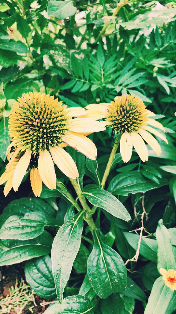 お出かけ先の画像 by Saaakuさん | お出かけ先とエキナセアとGreenMarcheSATOYAMA2018とGS映えと花のある暮らしとガーデンネックレス横浜2018と里山ガーデン