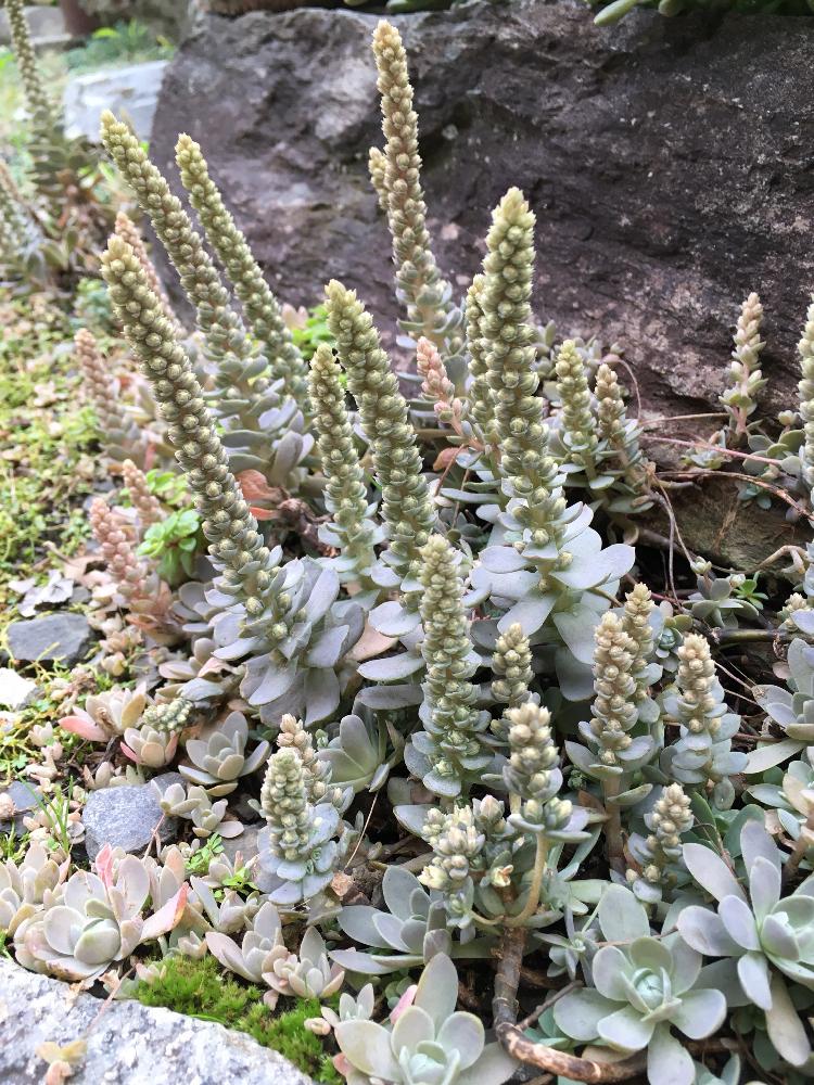 広い庭の画像 by よよよさん | 広い庭と子持ち蓮華と多肉植物と岩手県と多肉の花とぎゅうぎゅうとお気に入り!と元気モリモリとタニラーと子株いっぱいと可愛いと地植え