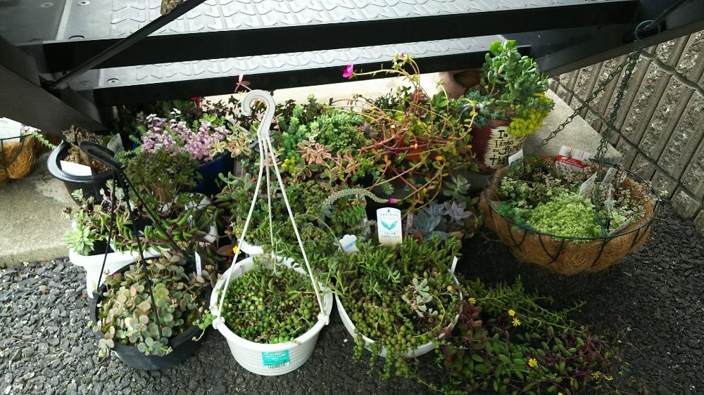 階段/廊下の画像 by しぃさん | 階段/廊下と多肉植物と木箱寄せとOMTN©と成長記録と前に進もう!晴れの国☀️と多肉寄せ植えとコチレドン寄せとBBQコンロ寄せとタル鉢