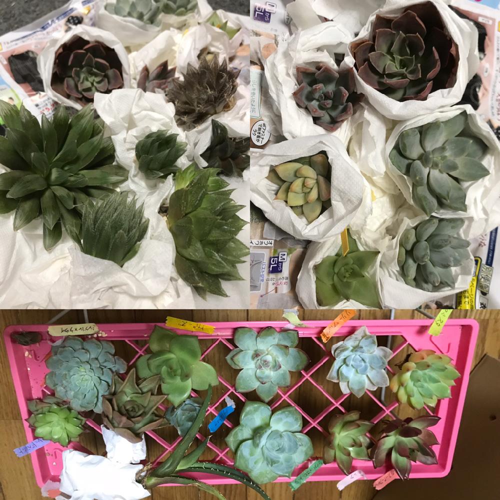 の画像 by mamaだJさん | ノーティアースと白虎と白猫とロンギヌスとセブンナイツとラウィ×モラニーとレッドベルベットとミレグル×ラウィとアラバマとフランクスーパークローンと原種フランクとトパーズとリリーワルツとラウィ×コロラータとジェイドスター 実生苗とアガベ チタノタNo.1と瑞晃龍とクリスタルアローとクーペリー×ダヴィディとムンドラワインレッドとブラックレギナと多肉植物とロシアとちかっぱクールばい♡とハオルチア属と脳内多肉畑と大きいのがお好き♡とエンゲイ係数高めとタマランデスヨネと( ゚д゚)セクスィ…♡番長と広島タニラーとはるハオとエケベリア女子とエケベリア属とタニラーとジュテーム(`L_` )連合とパクさん苗とハオルチア(ハオルシア)女子と山口タニラーとティアラと('-' 鯵)з