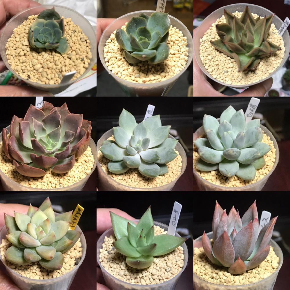 の画像 by mamaだJさん | 七福神とラウィ×モラニーとジェイドスター 実生苗とロンギヌスと白虎と白猫とセブンナイツとノーティアースと多肉植物とロシアとひとりエケ祭りღと脳内多肉畑とエンゲイ係数高めとタマランデスヨネと( ゚д゚)セクスィ…♡番長と広島タニラーとエケベリア女子とエケベリア属とタニラーとジュテーム(`L_` )連合と山口タニラー