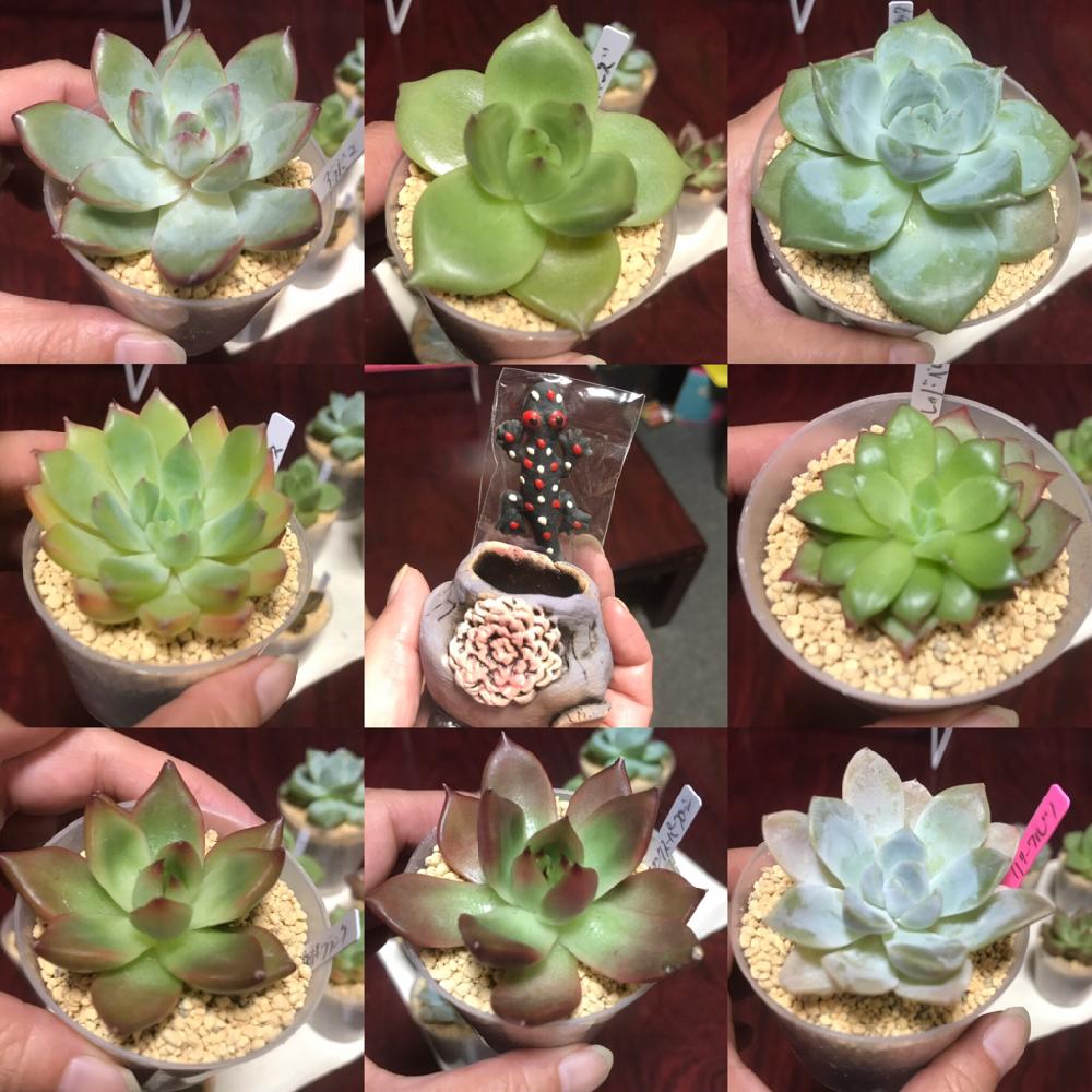 の画像 by mamaだJさん | アラバマとトパーズとラウィ×コロラータとパロミタスとレッドベルベットと原種フランクとフランクスーパークローンとリリーワルツと多肉植物とひとりエケ祭りღと脳内多肉畑とエンゲイ係数高めとタマランデスヨネと( ゚д゚)セクスィ…♡番長と広島タニラーとエケベリア女子とエケベリア属とタニラーとジュテーム(`L_` )連合とパクさん苗と山口タニラー