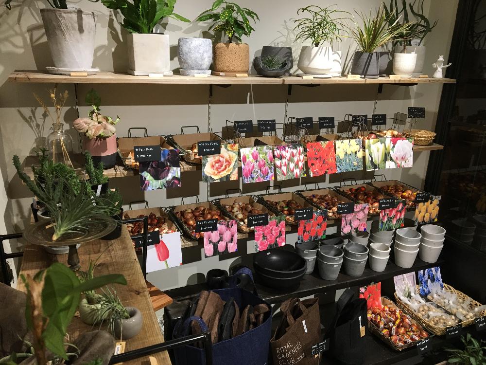 の画像 by Royal Gardener's Clubさん | ヒヤシンスの水耕栽培と観葉植物と植物のある暮らしとボタニカルライフと園芸店とベランダガーデニングとガーデニングショップと チューリップと緑のある暮らしと球根と秋植え球根とガーデニングツールと鉢植えとガーデニングと花のある暮らしと奥沢と自由が丘とインテリアグリーンとグリーンとバルコニスト