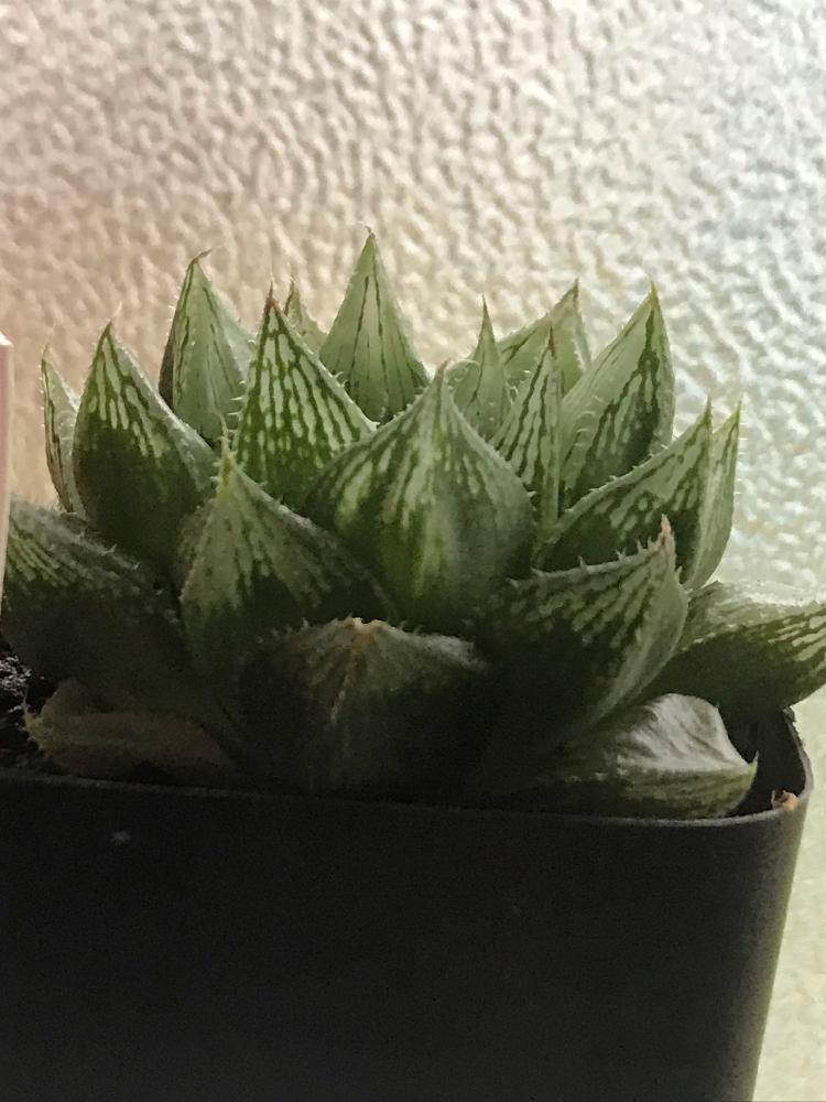 の画像 by mamaだJさん | 多肉植物とちかっぱクールばい♡とひとりハオ祭り♛とハオルチア属と脳内多肉畑と今日はハオる( •̀ᄇ• ́)ﻭと私の宝物✨と大きいのがお好き♡とエンゲイ係数高めとタマランデスヨネと( ゚д゚)セクスィ…♡番長と広島タニラーとはるハオとタニラーとジュテーム(`L_` )連合とハオルチア(ハオルシア)女子と山口タニラーとティアラ