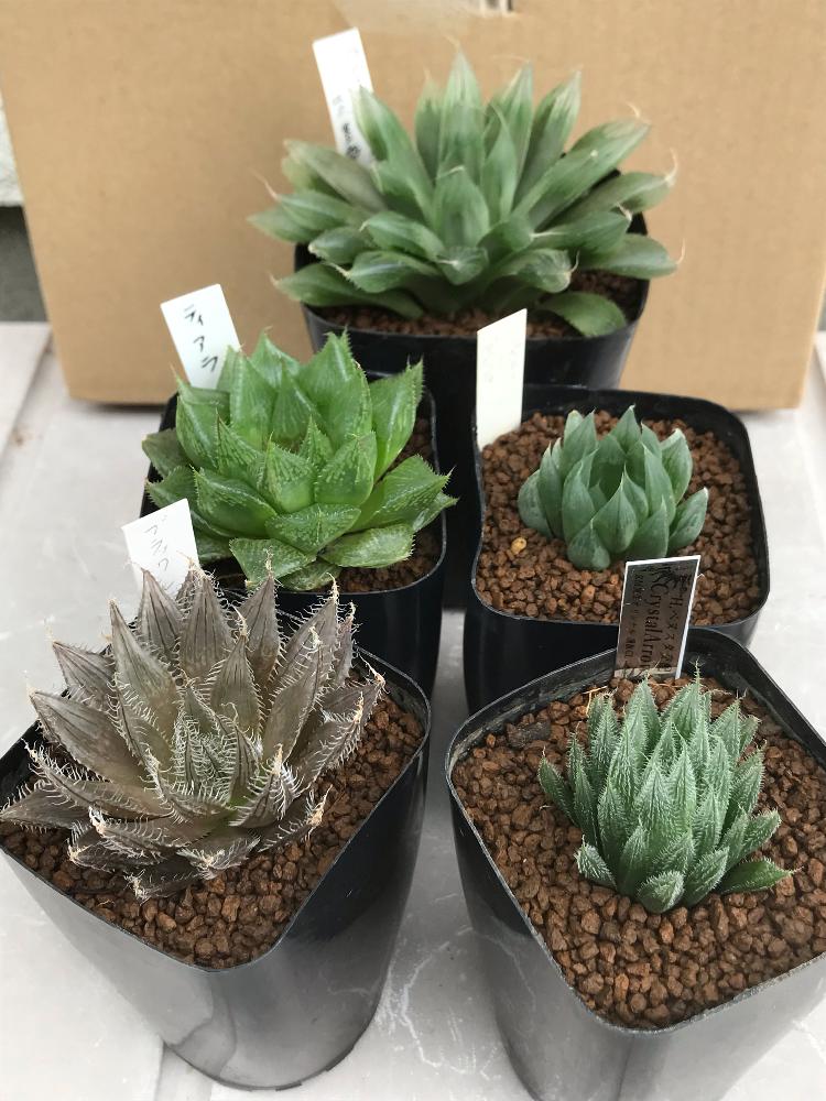 の画像 by mamaだJさん | ブラックレギナとクーペリー×ダヴィディとクリスタルアローと多肉植物とちかっぱクールばい♡とひとりハオ祭り♛とハオルチア属と紫皇帝と脳内多肉畑と秋だねぇと今日はハオる( •̀ᄇ• ́)ﻭと私の宝物✨と大きいのがお好き♡とエンゲイ係数高めとタマランデスヨネと( ゚д゚)セクスィ…♡番長と広島タニラーとはるハオとタニラーとジュテーム(`L_` )連合とハオルチア(ハオルシア)女子と山口タニラーとティアラ