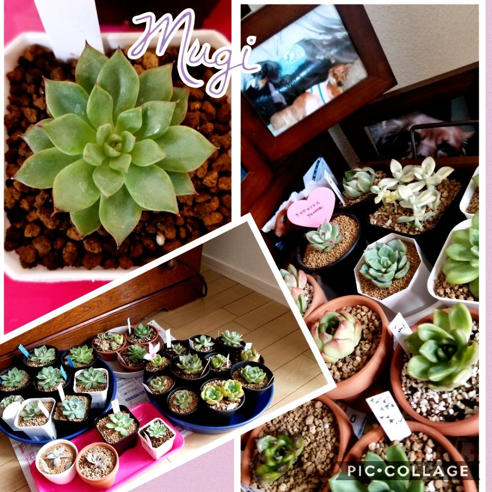部屋の画像 by むぎさん | 部屋と多肉植物とウチの子と台風避難中とお気に入り♡と交配種と多肉初心者女子とギルバの薔薇♥と花のある暮らしとお目覚めした多肉とバルコニスト