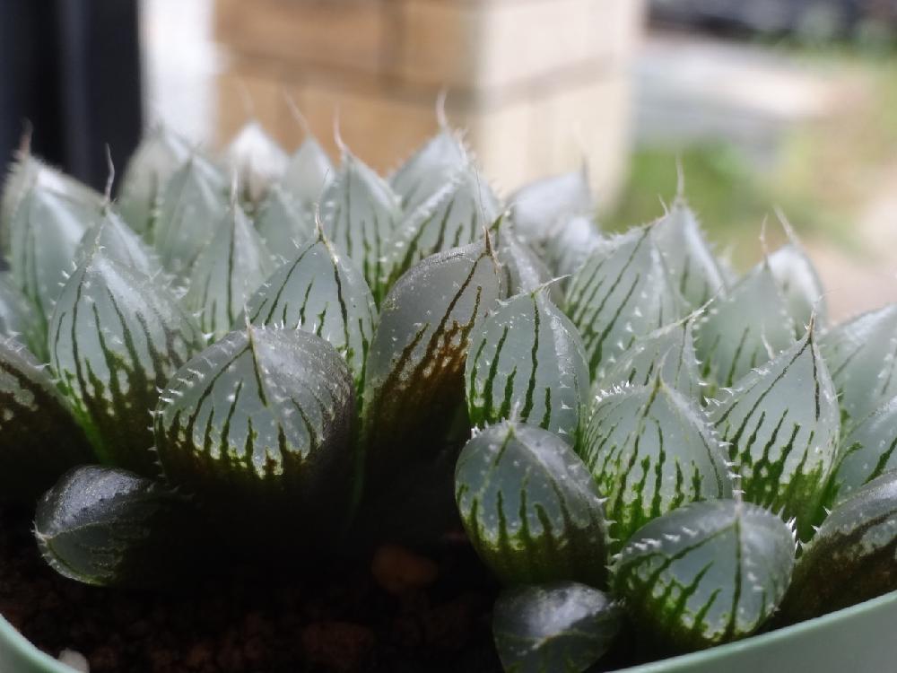 の画像 by はる succulents forestさん | ハオルチア実生苗と多肉植物とはるさん苗とハオルチア属と寄せ植えとはるさん苗︎☺︎とはるちゃんハオルチアと植物が好き♡とHaworthia:ハオルチア/ハオルシアと植中毒とハオルシア属 と❤️いいね、ありがとうとタニラーと育てやすい多肉植物とメルカリ