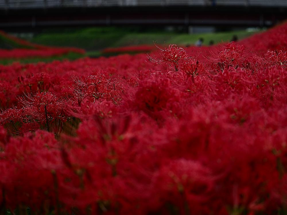 お出かけ先の画像 by Je suis…さん | お出かけ先と 彼岸花とヒガンバナと曼珠沙華 赤とマンジュシャゲと愛知とamour.と好きな色とお気に入りとJe suis… ,verte.と植中毒と好き♡とTrès bien!と『秋を感じる』フォトコンテスト