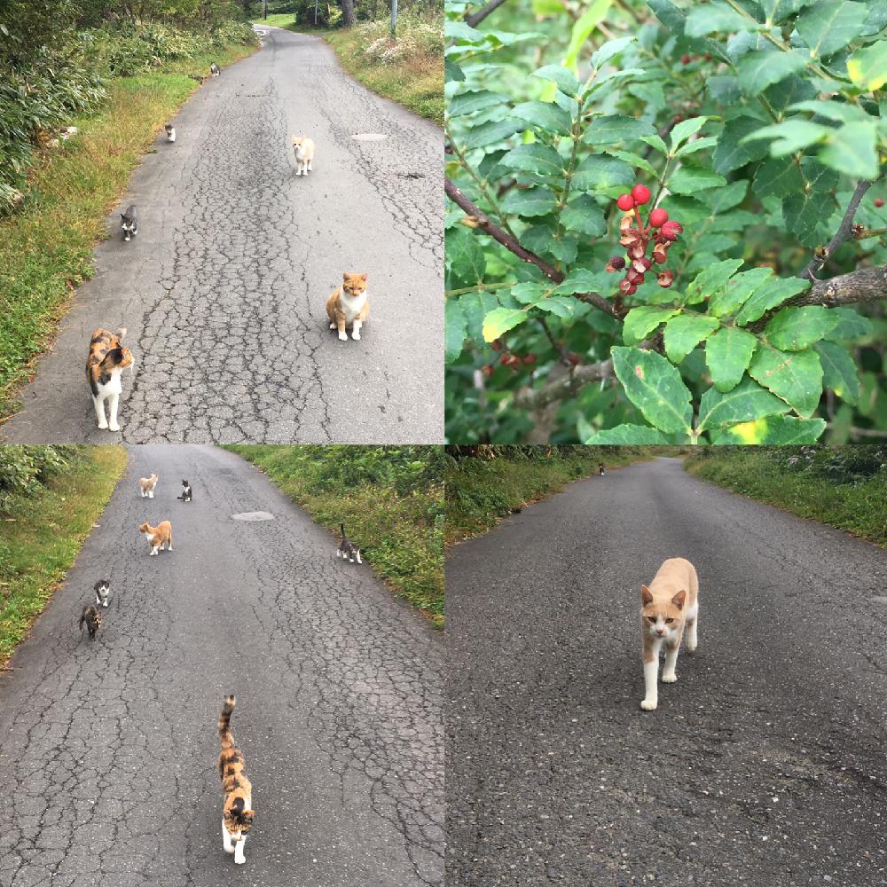 お出かけ先の画像 by アッキーさん | お出かけ先とサンショウと猫馬鹿と温帯睡蓮と散歩道と#水生植物のある暮らしと思い付き栽培とネコと花のある暮らしとメダカ