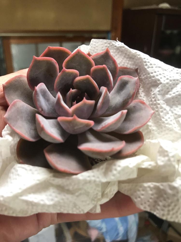 の画像 by mamaだJさん | ボラジンと多肉植物とひとりエケ祭りღと脳内多肉畑と秋だねぇと大きいのがお好き♡とエンゲイ係数高めとタマランデスヨネと( ゚д゚)セクスィ…♡番長と広島タニラーとエケベリア女子とエケベリア属とタニラーとジュテーム(`L_` )連合と山口タニラー