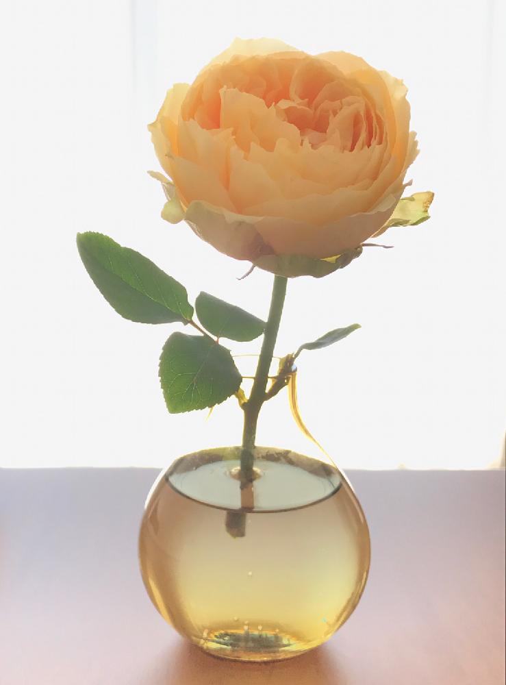 デスクの画像 by kukkaさん | デスクとバラとばら バラ 薔薇と切り花を楽しむと青山フラワーマーケットと黄色い花と癒されると優しい花色とAoyama Flower Marketと花のある暮らしとおやすみ前の1枚と器とお花のフォトコンテスト2018