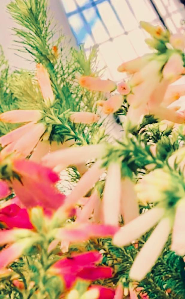 の画像 by 花の夢さん | 千春を歌おう❤️と北海道応援ソングと高音に注意ととてもカワイイぞ(⸝⸝⸝⁼̴́ω⁼̴̀⸝⸝⸝)✧❤︎
