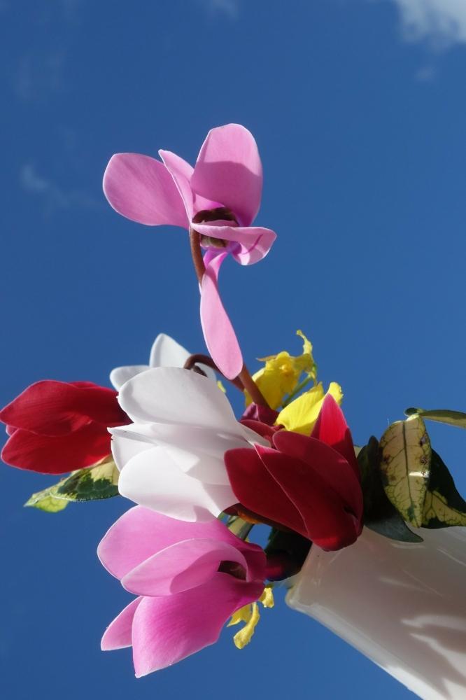 壁/天井の画像 by 野ニンさん | 壁/天井と器とお花のフォトコンテスト2018と『秋を感じる』フォトコンテストと花のある暮らし