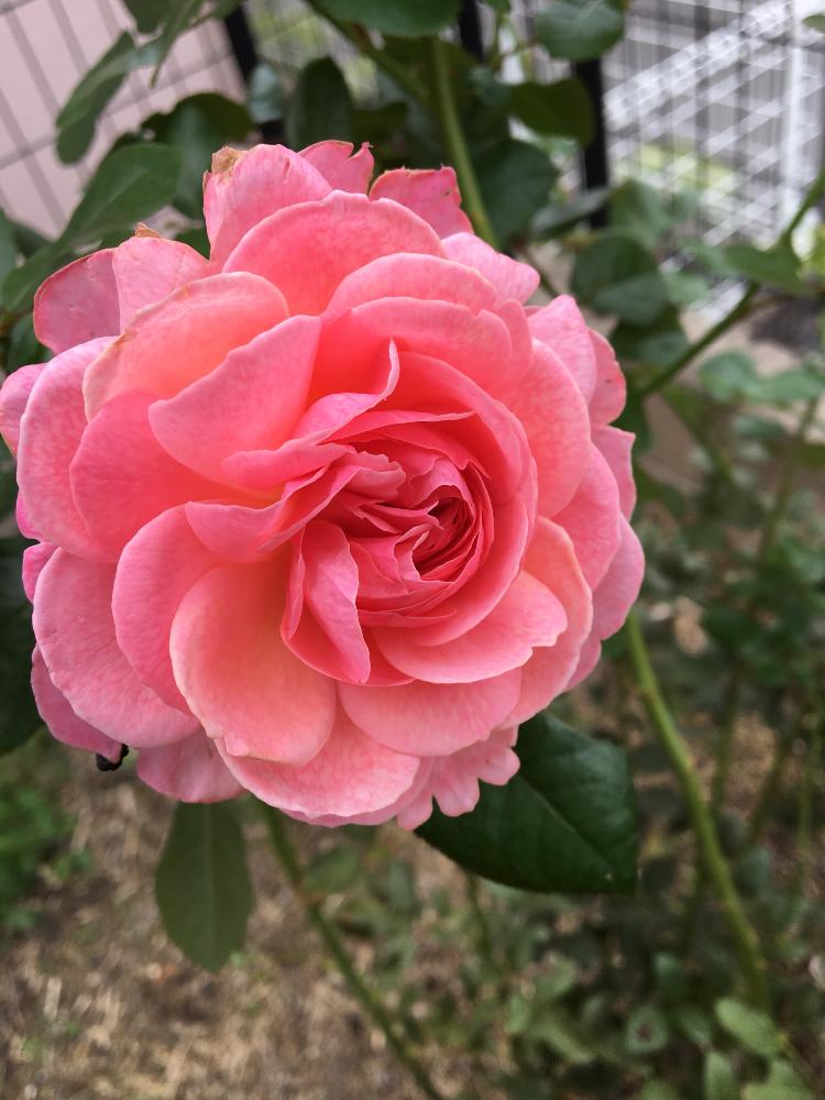 小さな庭の画像 by La Vie en roseさん | 小さな庭とバラの育て方と薔薇のお手入れとbeginner rose lessonと新米ロザリアンと薔薇を楽しむと無農薬とケルナフローラと薔薇の初心者教室と花のある暮らしとバラ・ミニバラとロザリアンとバラのお手入れ