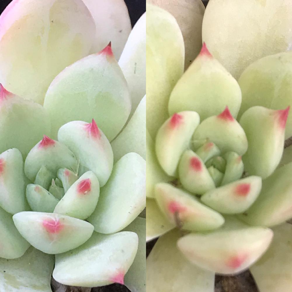 の画像 by mamaだJさん | マリアと多肉植物とハオルチア属と脳内多肉畑と秋だねぇとエンゲイ係数高めとタマランデスヨネと( ゚д゚)セクスィ…♡番長と広島タニラーとエケベリア女子とエケベリア属とタニラーとジュテーム(`L_` )連合と山口タニラー