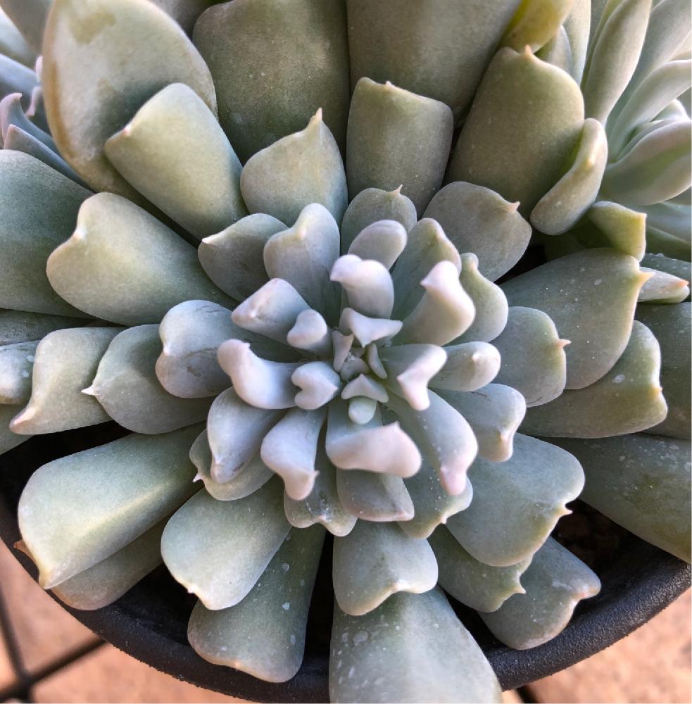 の画像 by ** エツぷに **さん | ドップラーと多肉植物とエケベリア属