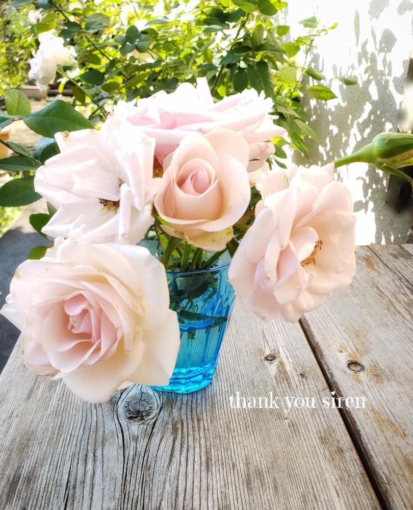 の画像 by hanamizukiさん | セイレーンと秋バラと器とお花のフォトコンテスト2018と感謝と薔薇♪とバラ・ミニバラ