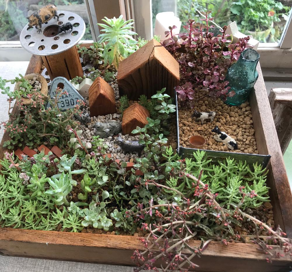 テラスの画像 by chimney cafe(チムニーカフェ)さん | テラスと多肉箱庭と寄せ植えとアンティークと植物ジオラマとセダム寄植えと好きな場所と小さな庭❀とグリーンリーフと多肉寄せ植え