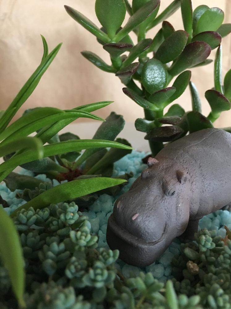 の画像 by みみさん | 多肉植物寄せ植えと多肉箱庭とシャクレルプラネット