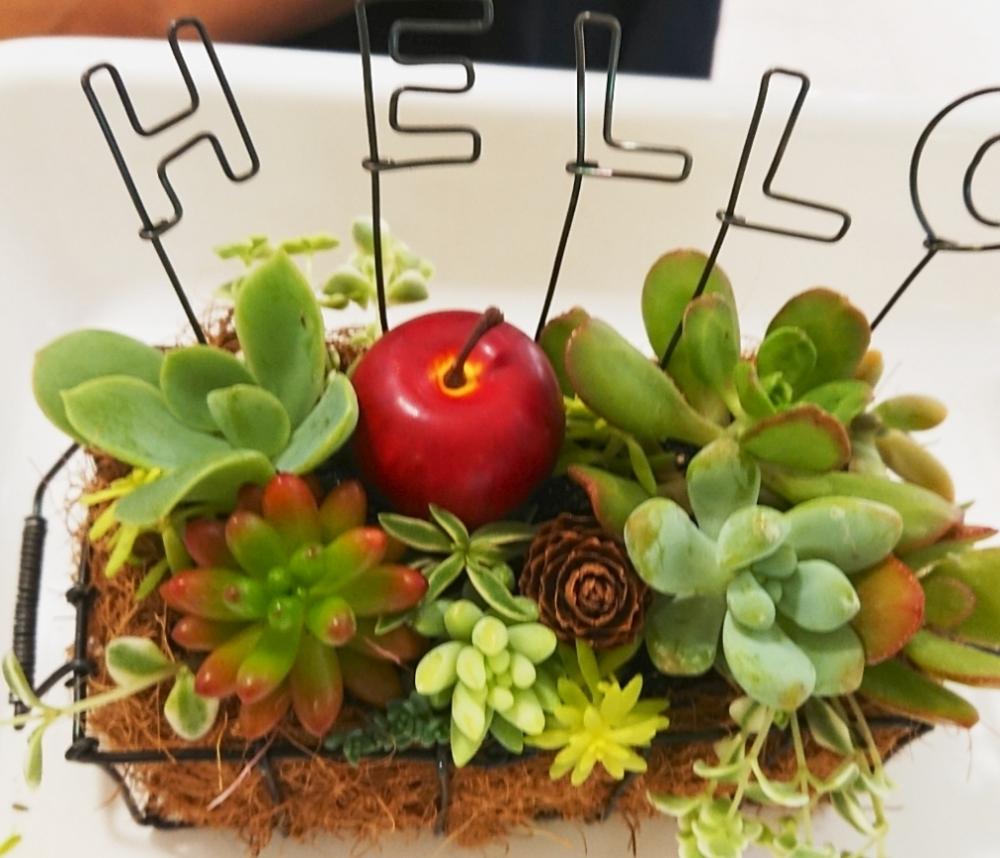 お出かけ先の画像 by OshaOshaさん | お出かけ先と多肉植物と多肉の寄せ植えと多肉ワークショップとワイヤークラフトと多肉寄せ植えとワークショップ
