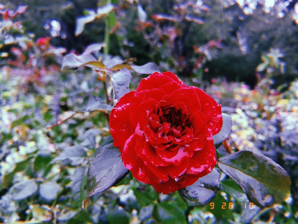 お出かけ先の画像 by Saaakuさん | お出かけ先とバラと雨に輝くとGreenMarcheSATOYAMA2018とGS映えと花のある暮らしとガーデンネックレス横浜2018と里山ガーデン