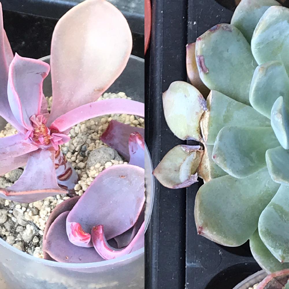 の画像 by mamaだJさん | パールフォンニュルンベルグとヒアリナ×ラウリンゼと多肉植物と脳内多肉畑と秋だねぇと大きいのがお好き♡とエンゲイ係数高めとタマランデスヨネと( ゚д゚)セクスィ…♡番長と広島タニラーとエケベリア女子とエケベリア属とタニラーと野良猫被害と山口タニラー