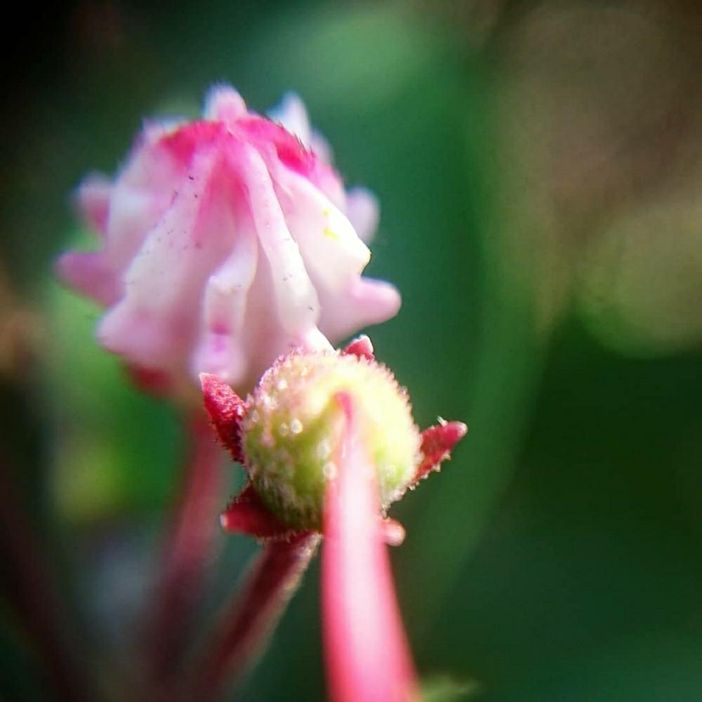 お出かけ先の画像 by cherry♥sageさん | お出かけ先とカルミアとピンクの花とお写んぽと道草と植中毒とcute♡と綺麗と花のある暮らしとお散歩とかわいいな♡