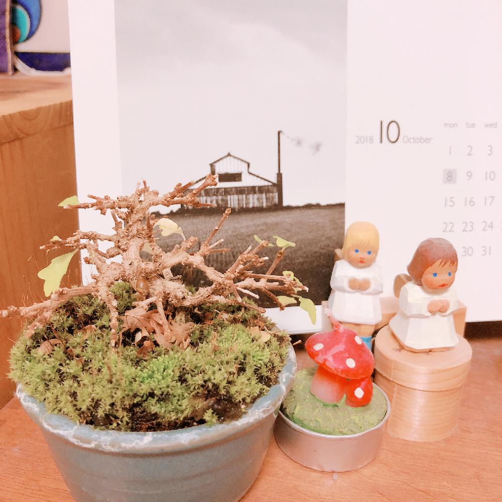 部屋の画像 by すぅさん | 部屋と植物だいすきとちょっとフシギちゃんと生命の不思議と豆盆栽