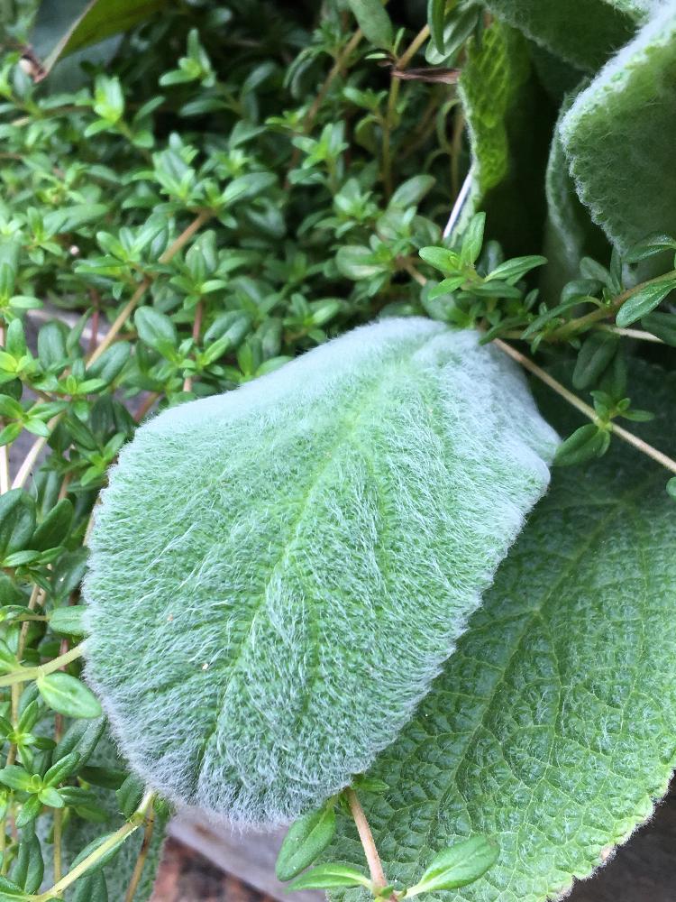 の画像 by Royal Gardener's Clubさん | ラムズイヤーとヒヤシンスの水耕栽培と観葉植物と植物のある暮らしとボタニカルライフと園芸店とベランダガーデニングとガーデニングショップと緑のある暮らしと球根と秋植え球根とガーデニングツールと鉢植えとガーデニングと花のある暮らしと植木鉢と自由が丘とインテリアグリーンとグリーン