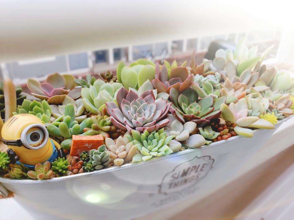 バルコニー/ベランダの画像 by Hana☺︎さん | バルコニー/ベランダと多肉と多肉植物の寄植えと多肉植物 寄せ植えとセダム属と多肉植物とグラプトペダルム属とカット苗と多肉大好きと寄せ植えと普及種と植え替えとミニオンズとエケベリア属と多肉女子と多肉カット苗と多肉植物セダムとブリキ缶とメルカリ多肉と多肉寄せ植えと『秋を感じる』フォトコンテスト